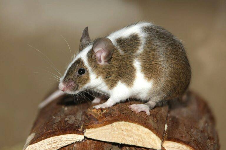 MYSZ 